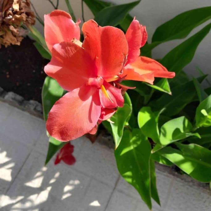 Paradise House - Apartment In Villa With Private Pool And Private Garden Aldeia do Mato  Екстериор снимка